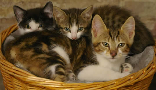 Katzenvermittlung in Dortmund 