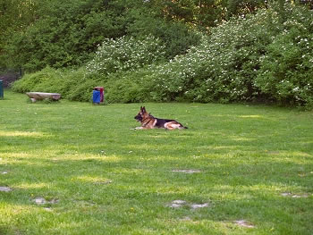 Hundeauslauffl&auml;che - Dortmund Innenstadt - Hoeschpark