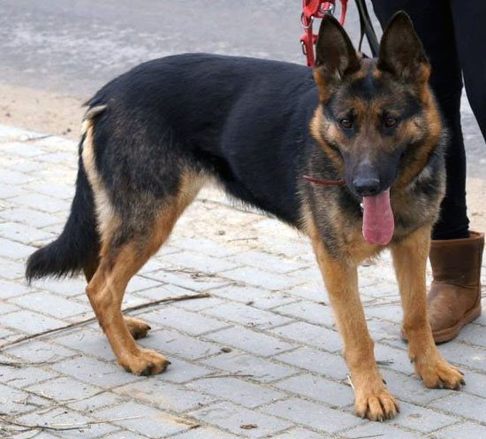 Piecia
